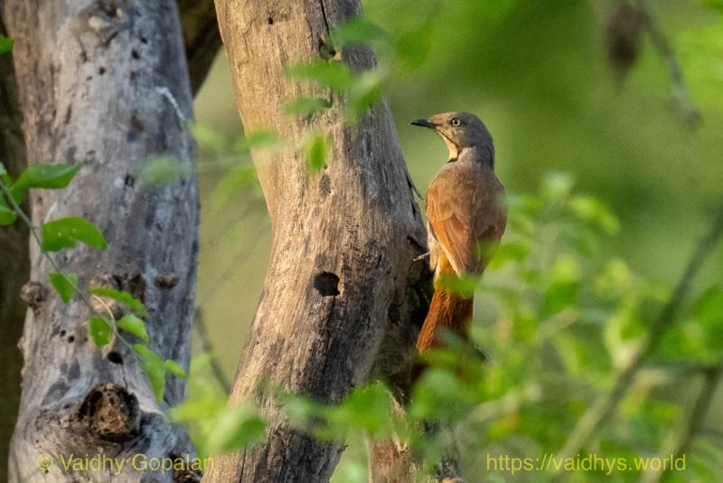 Collared Palm-Thrush