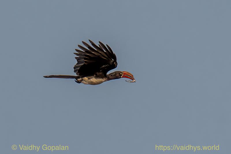 Crowned Hornbill