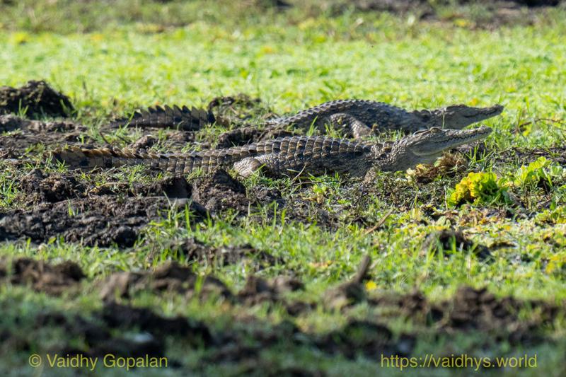 Nile Crocodile