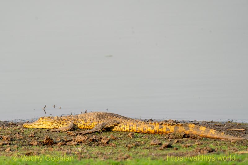Nile Crocodile