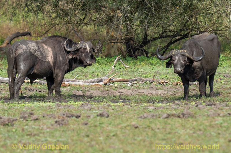 Cape Buffalo