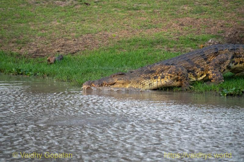 Nile Crocodile