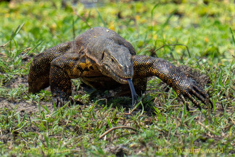 Monitor Lizard