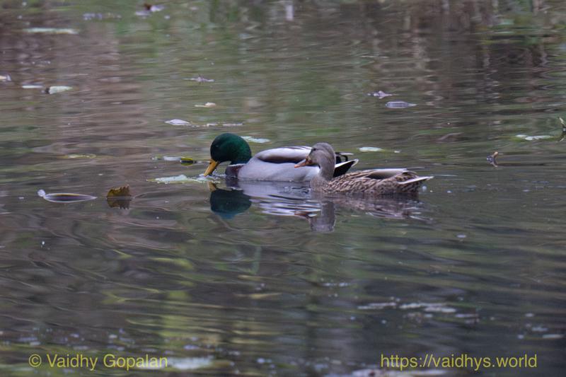 Mallard