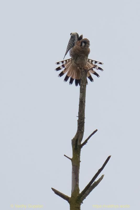 American Kestrel