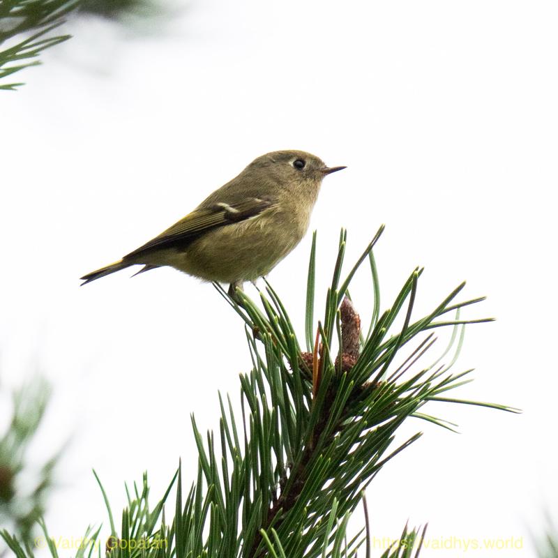 Ruby-crowned Kinglet