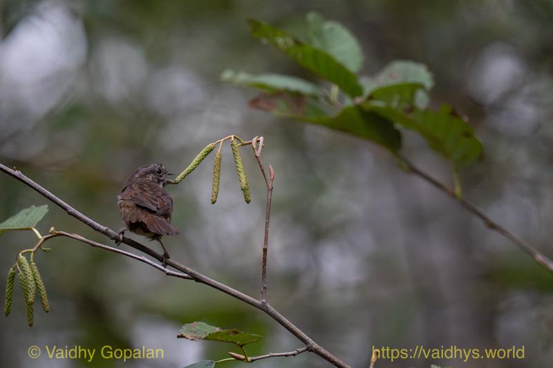 Song Sparrow