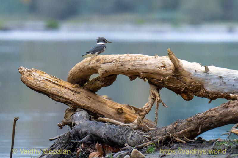 Belted Kingfisher