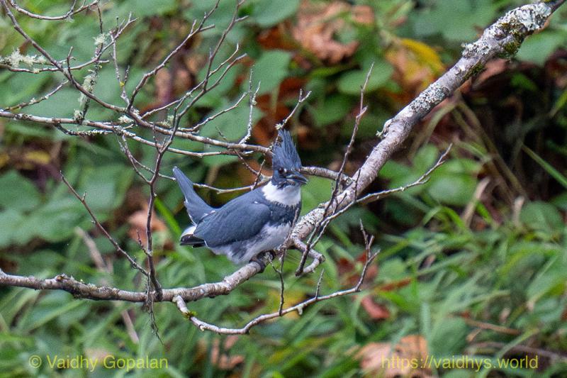 Belted Kingfisher