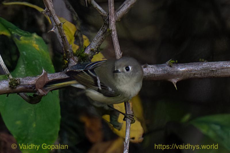 Ruby-crowned Kinglet
