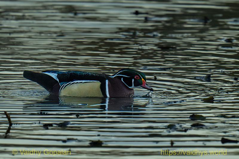 Wood Duck