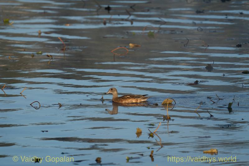 American Wigeon