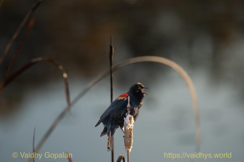 Red-winged Blackbird