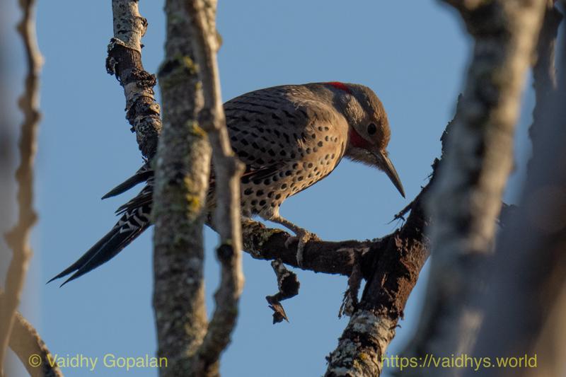 Northern Flicker