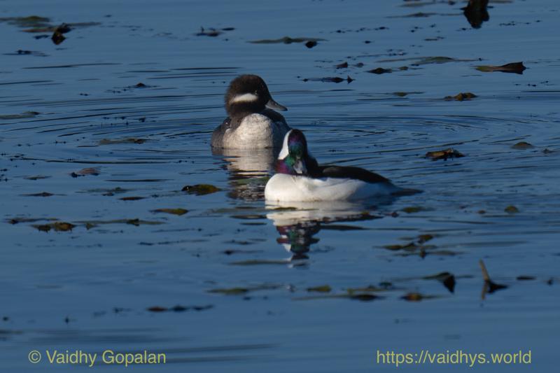 Bufflehead