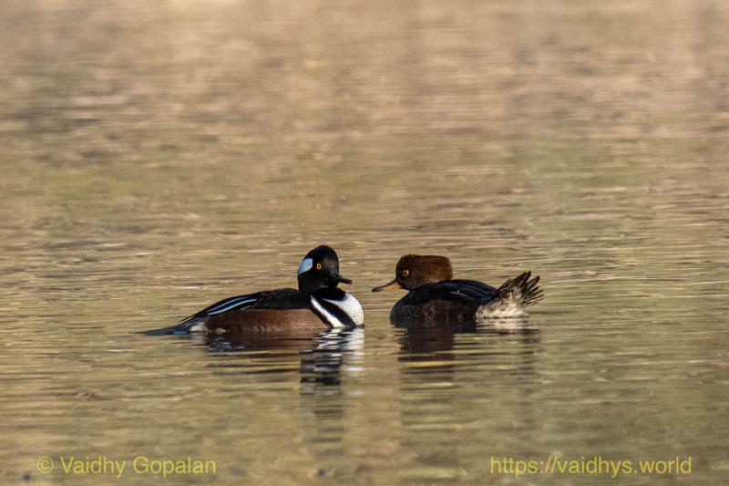 Hooded Merganser