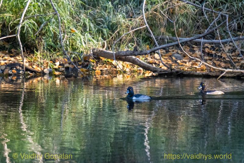 Ring-necked Duck