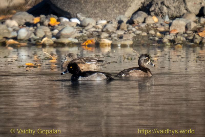Ring-necked Duck
