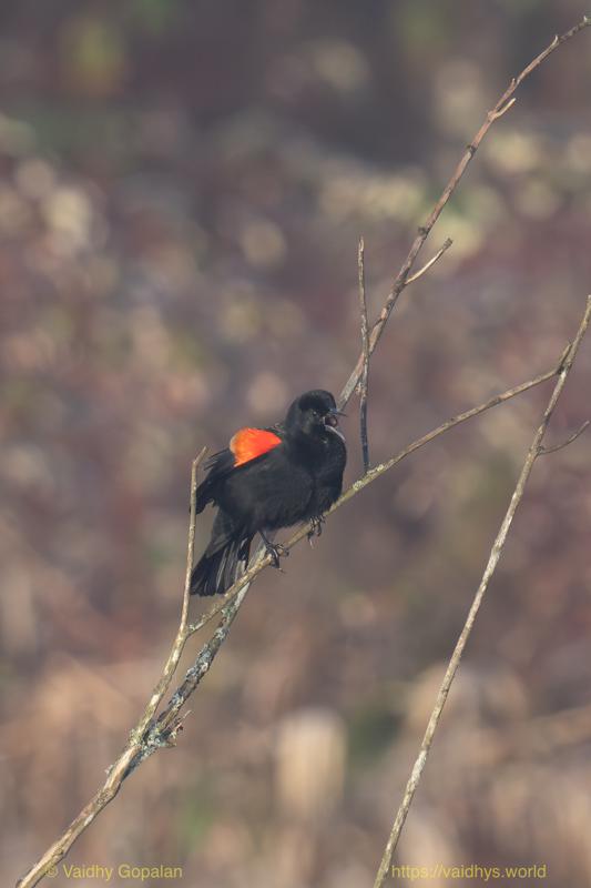 Red-winged Blackbird