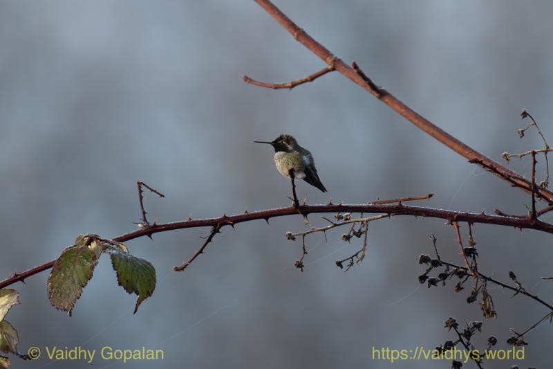 Anna's Hummingbird