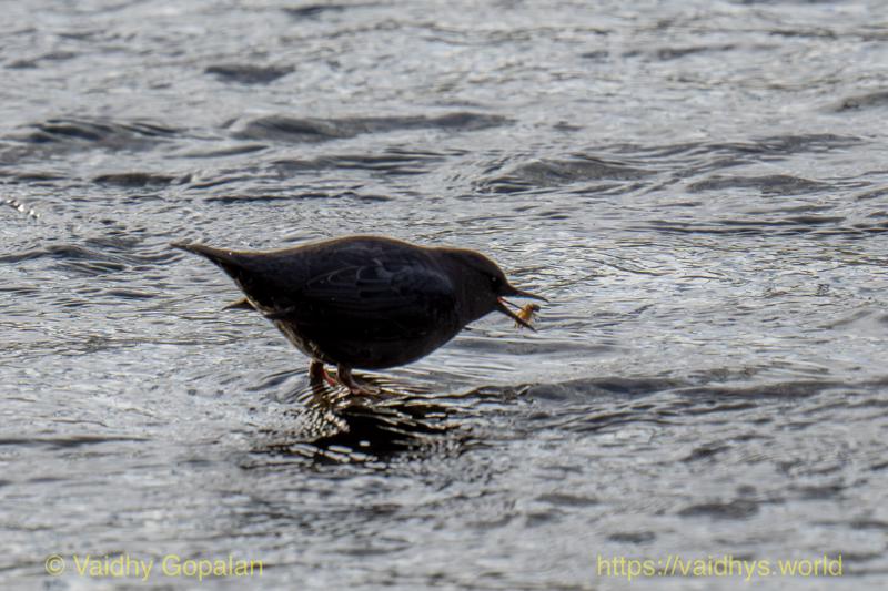 American Dipper