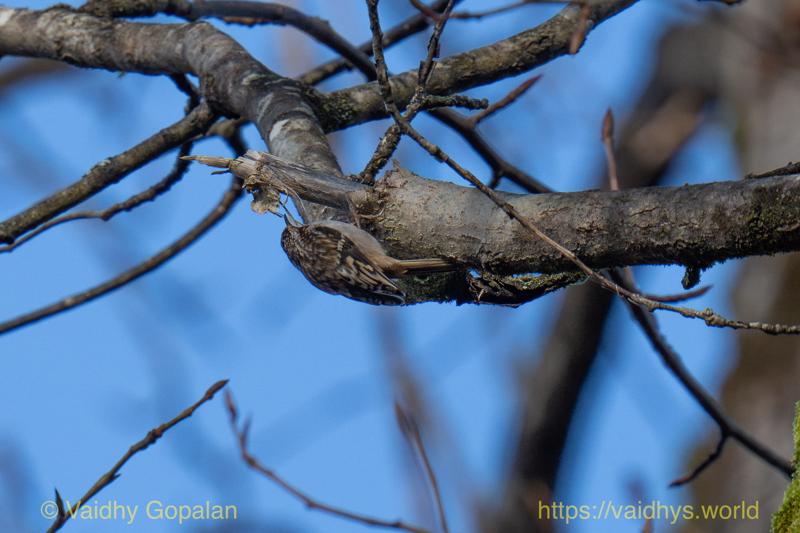 Brown Creeper