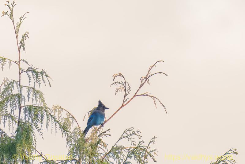 Steller's Jay