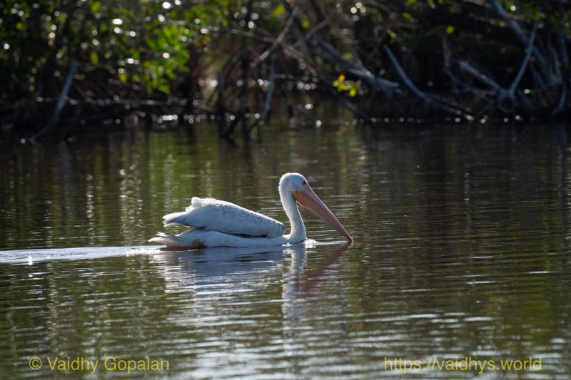 American White Pelican