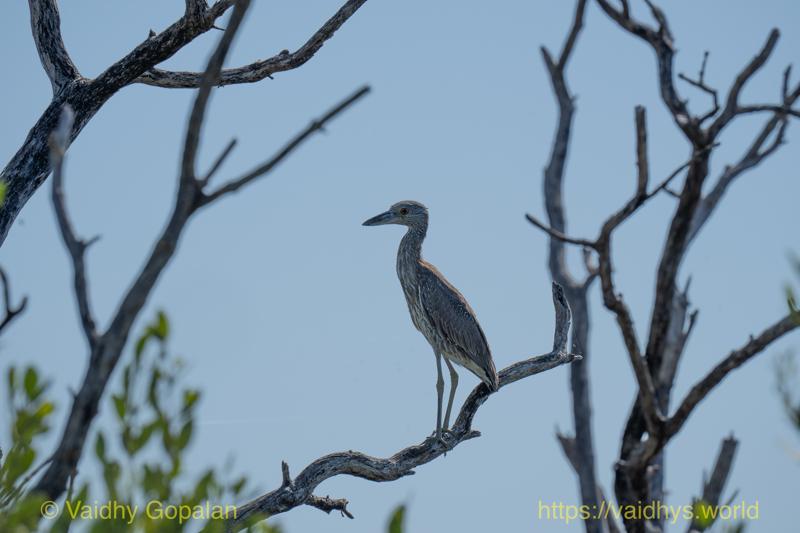 Yellow-crowned Night Heron Juvenile