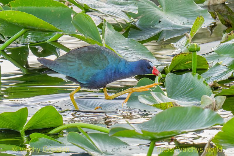 Purple Gallinule