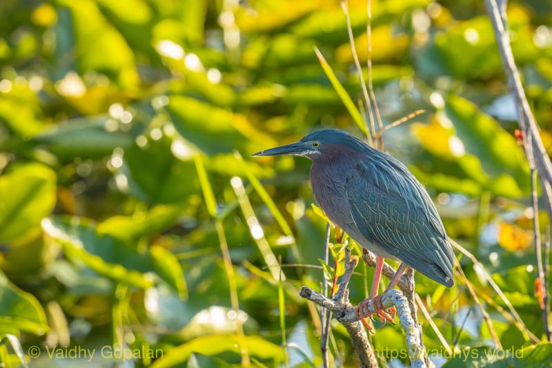 Green Heron