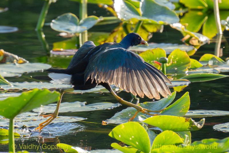 Purple Gallinule