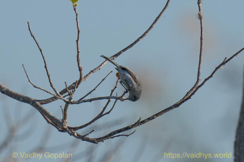 Blue-gray Gnatcatcher