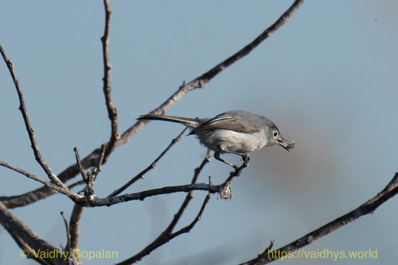 Blue-gray Gnatcatcher