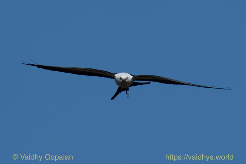 Swallow-tail Kite