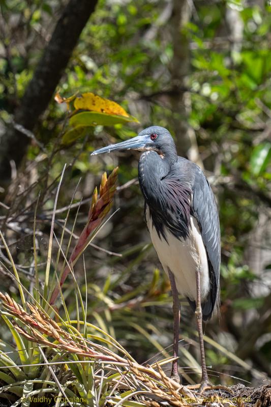 Tricolored Heron