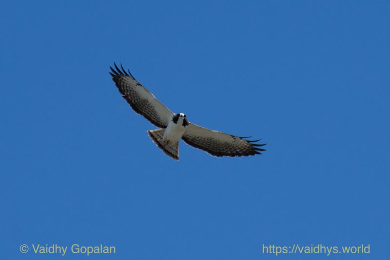 Short-tailed Hawk