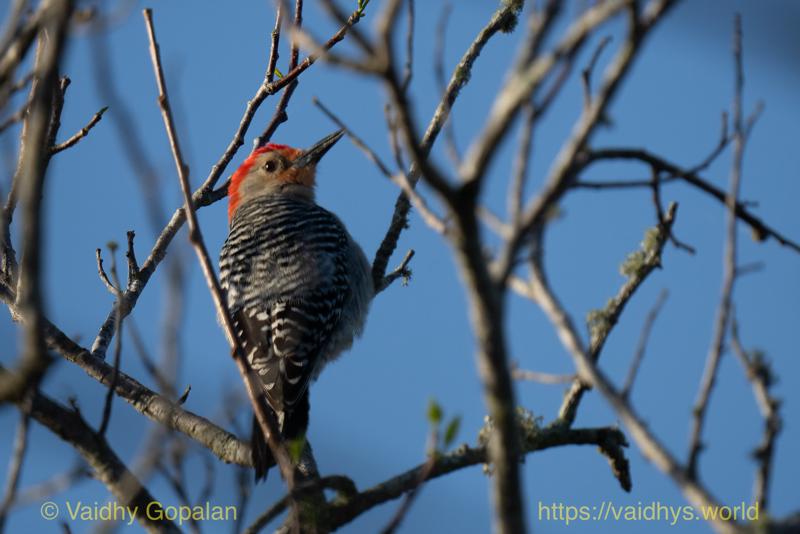 Red-bellied Woodpecker