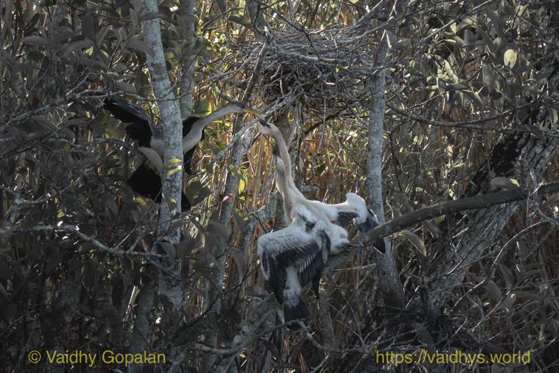 Anhinga, Anhinga Juvenile