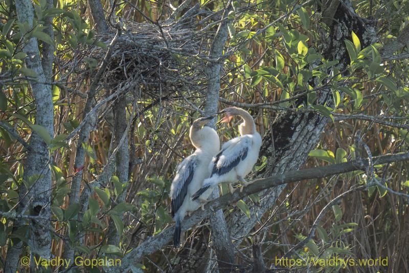 Anhinga Juvenile