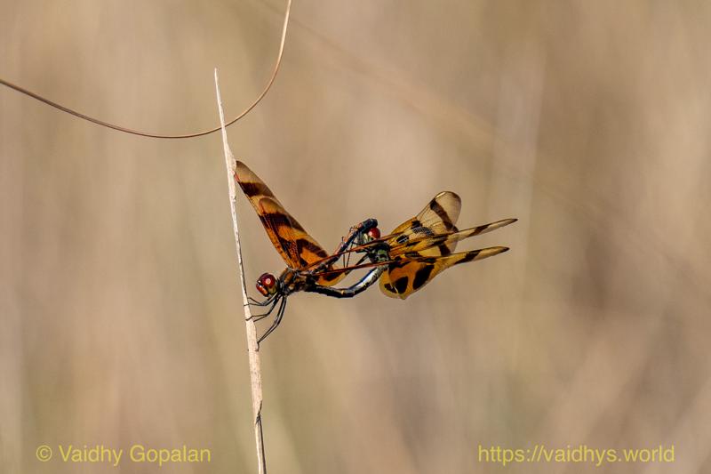 Dragonflies, mating