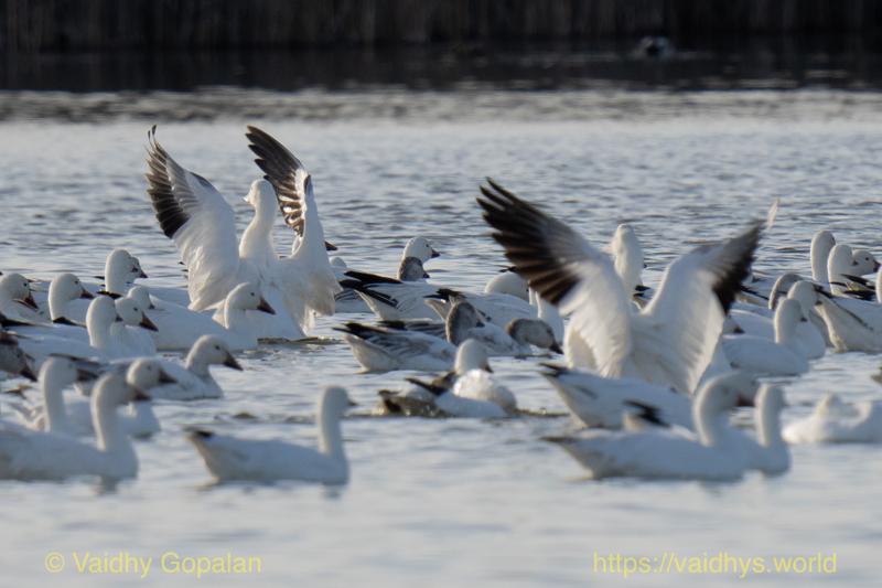 Snow Geese