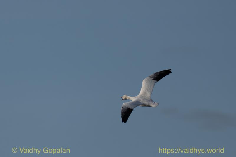 Snow Geese