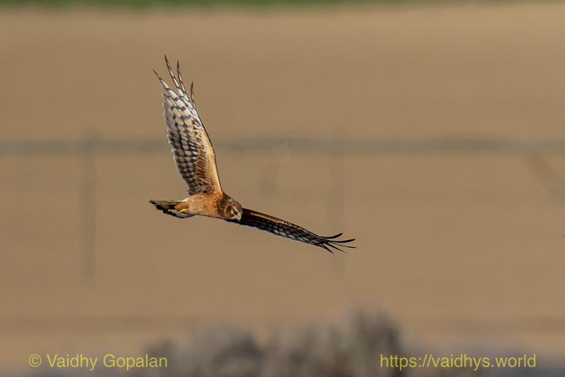 Northern Harrier