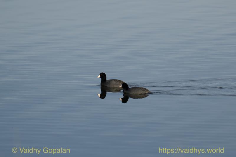 American Coot