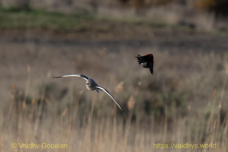 Northern Harrier
