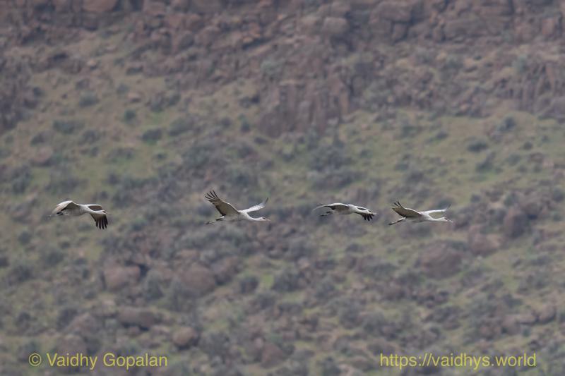 Sandhill Crane