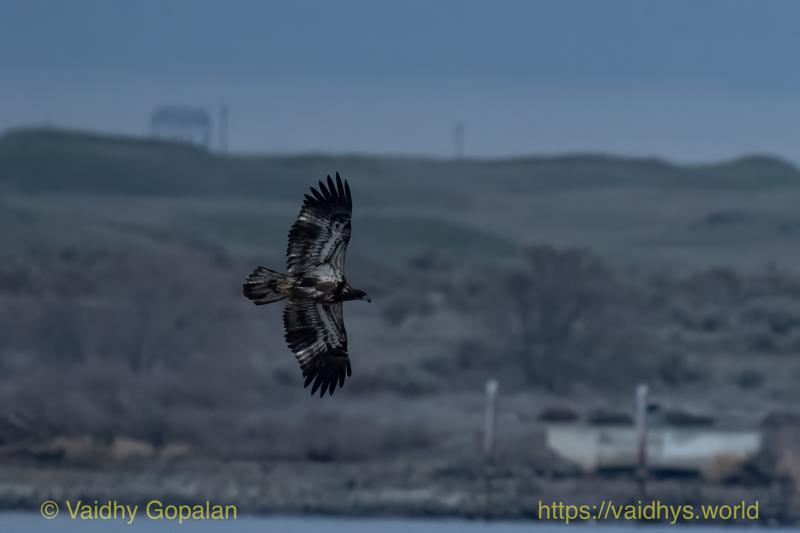 Bald-headed Eagle (Juvenile)