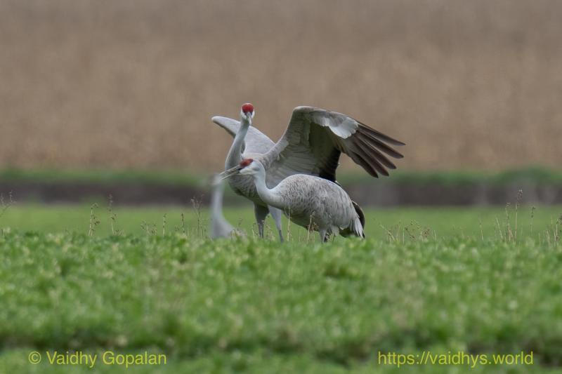 Sandhill Crane