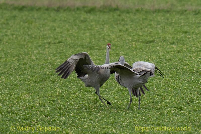 Sandhill Crane